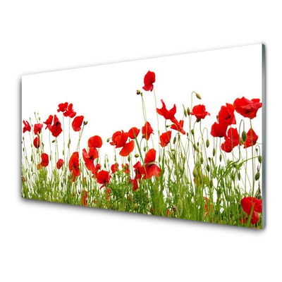 Quadro in vetro Papaveri dei prati Fiori della natura