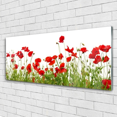 Quadro in vetro Papaveri dei prati Fiori della natura