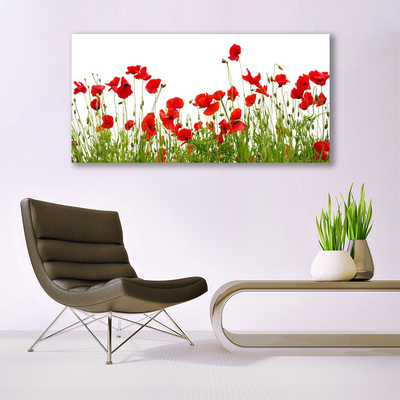 Quadro in vetro Papaveri dei prati Fiori della natura