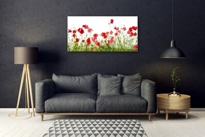 Quadro in vetro Papaveri dei prati Fiori della natura