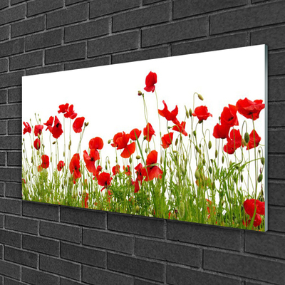 Quadro in vetro Papaveri dei prati Fiori della natura