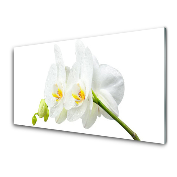 Quadro in vetro Petali di fiori Orchidea bianca