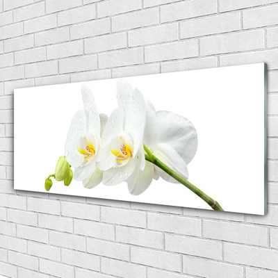 Quadro in vetro Petali di fiori Orchidea bianca