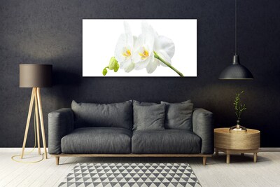 Quadro in vetro Petali di fiori Orchidea bianca