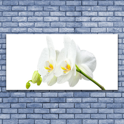 Quadro in vetro Petali di fiori Orchidea bianca