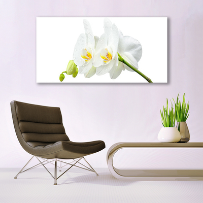 Quadro in vetro Petali di fiori Orchidea bianca