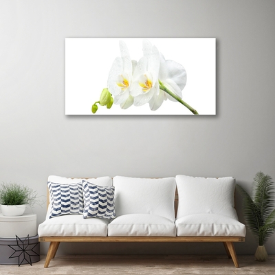 Quadro in vetro Petali di fiori Orchidea bianca