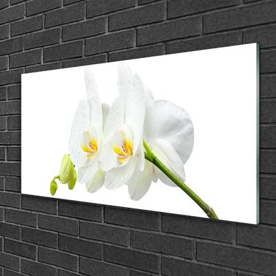 Quadro in vetro Petali di fiori Orchidea bianca