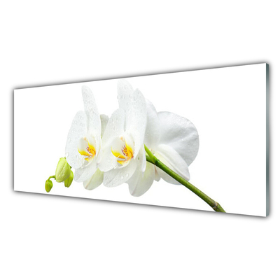 Quadro in vetro Petali di fiori Orchidea bianca