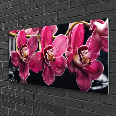 Quadro su vetro Fiori Steli di orchidea Natura