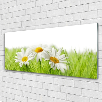 Quadro in vetro Pianta di fiori di margherita