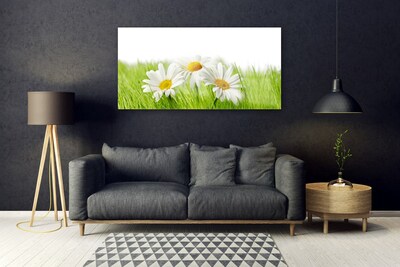 Quadro in vetro Pianta di fiori di margherita