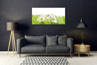 Quadro in vetro Pianta di fiori di margherita