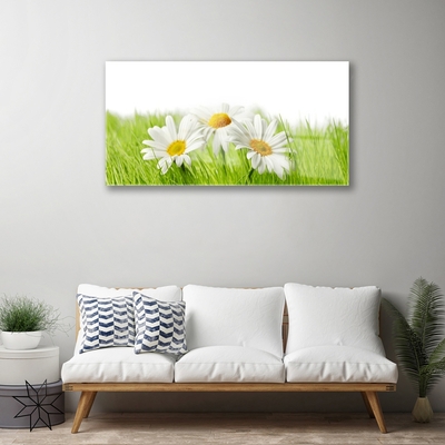 Quadro in vetro Pianta di fiori di margherita