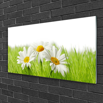 Quadro in vetro Pianta di fiori di margherita