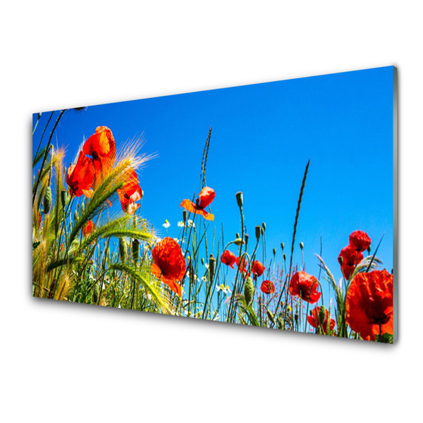 Quadro in vetro Fiori Papaveri Campo di erba