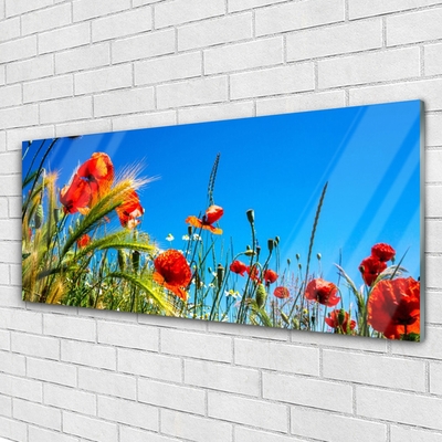 Quadro in vetro Fiori Papaveri Campo di erba