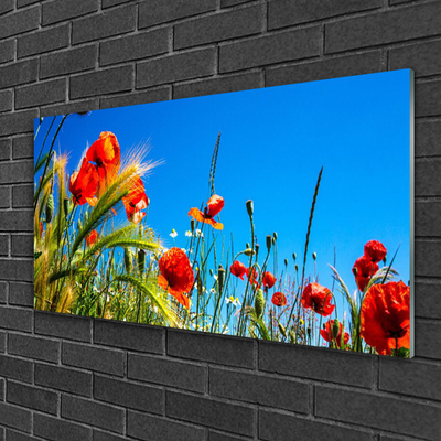 Quadro in vetro Fiori Papaveri Campo di erba