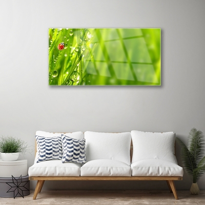 Quadro su vetro Erba coccinella Natura