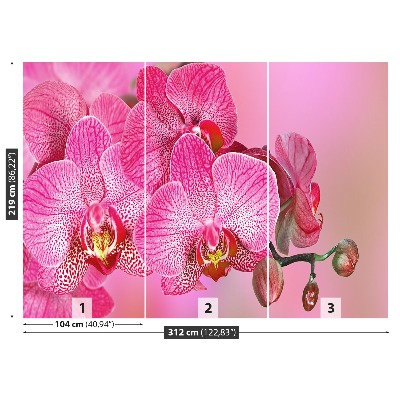 Carta da parati Orchidea rosa