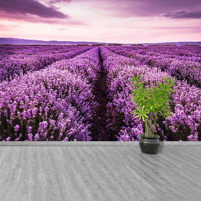 Carta da parati Una lavanda in fiore