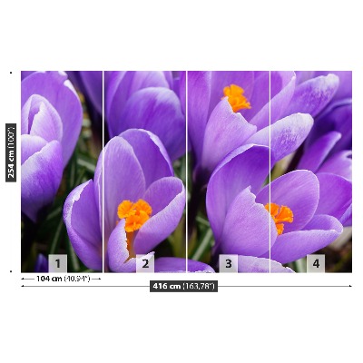 Carta da parati Crocus viola