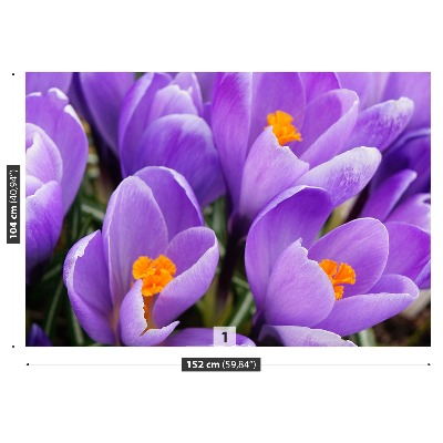 Carta da parati Crocus viola