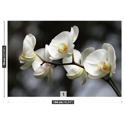 Carta da parati Orchidea bianca