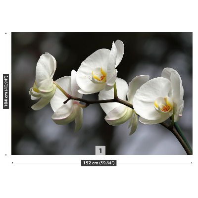 Carta da parati Orchidea bianca