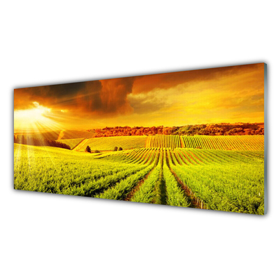 Quadro acrilico Paesaggio del campo al tramonto