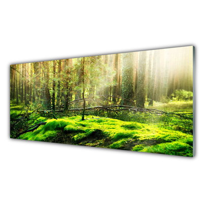 Quadro vetro acrilico Muschio della foresta naturale