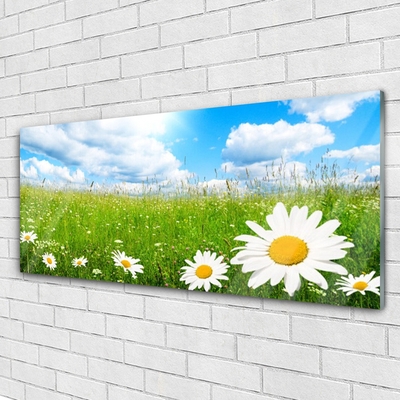 Quadro in vetro acrilico Daisy Erba Natura