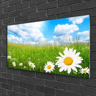 Quadro in vetro acrilico Daisy Erba Natura