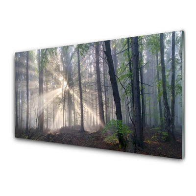 Quadro in vetro acrilico Alberi della natura della foresta