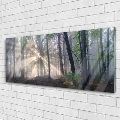 Quadro in vetro acrilico Alberi della natura della foresta