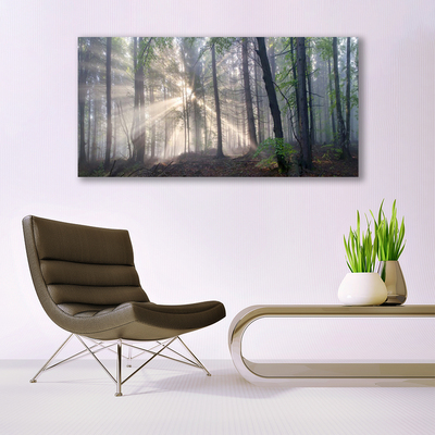 Quadro in vetro acrilico Alberi della natura della foresta