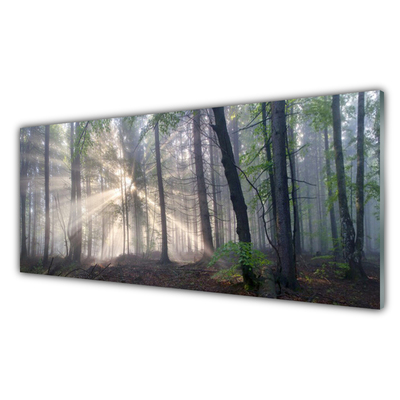 Quadro in vetro acrilico Alberi della natura della foresta