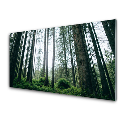 Quadro su vetro acrilico Alberi della natura della foresta