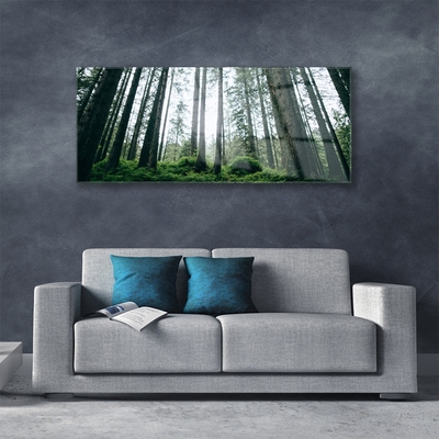 Quadro su vetro acrilico Alberi della natura della foresta