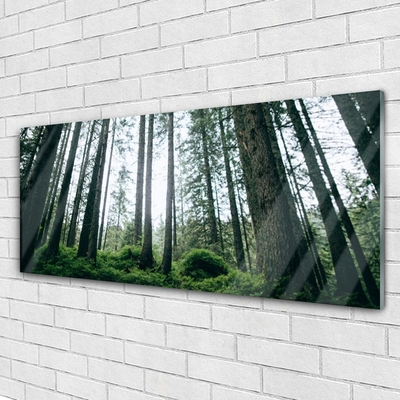 Quadro su vetro acrilico Alberi della natura della foresta