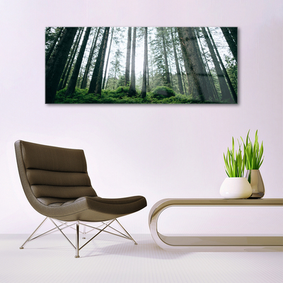 Quadro su vetro acrilico Alberi della natura della foresta