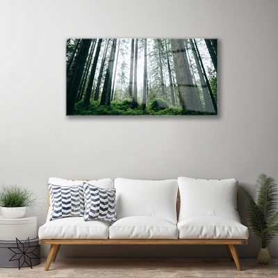 Quadro su vetro acrilico Alberi della natura della foresta