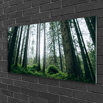 Quadro su vetro acrilico Alberi della natura della foresta