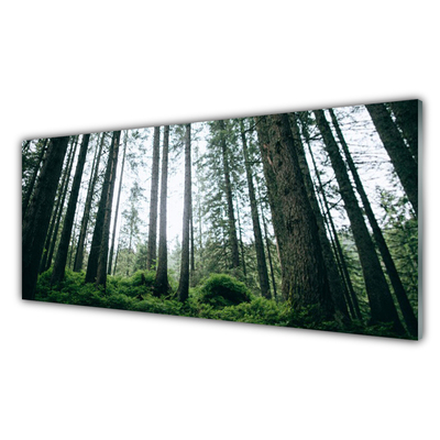 Quadro su vetro acrilico Alberi della natura della foresta