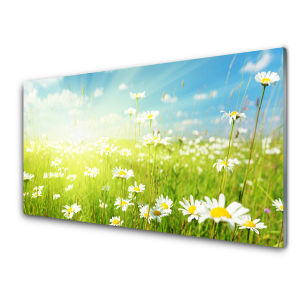 Quadro su vetro acrilico Prato Daisy Natura