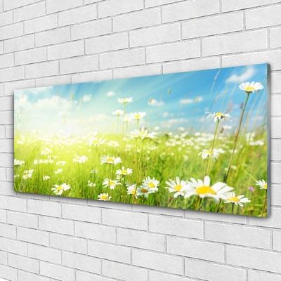 Quadro su vetro acrilico Prato Daisy Natura