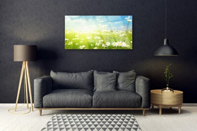 Quadro su vetro acrilico Prato Daisy Natura