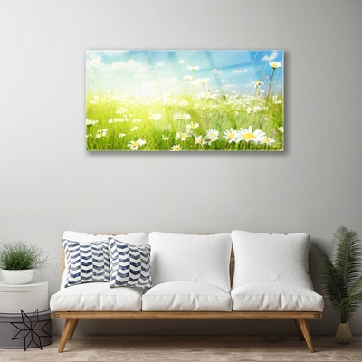 Quadro su vetro acrilico Prato Daisy Natura