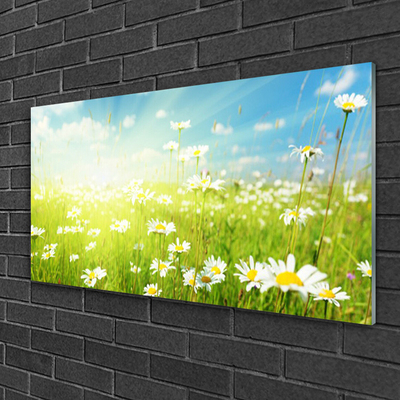 Quadro su vetro acrilico Prato Daisy Natura