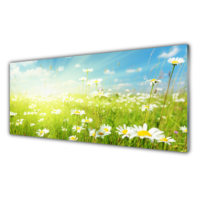 Quadro su vetro acrilico Prato Daisy Natura